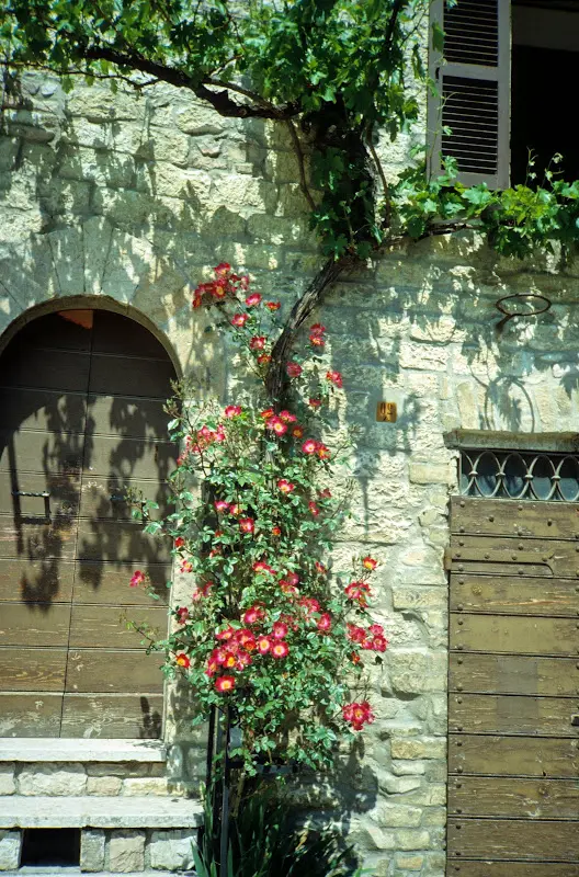 Toskana, Florenz, Assisi 1991 – Foto 4