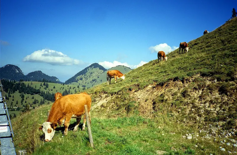 Sudelfeld 1994-1995 – Foto 3