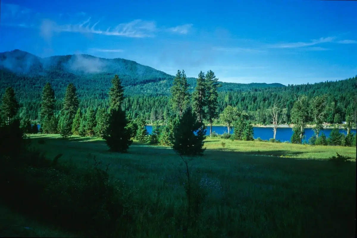 Sonnige Wiese mit Nadelbäumen, dahinter ein blauer See und Berge