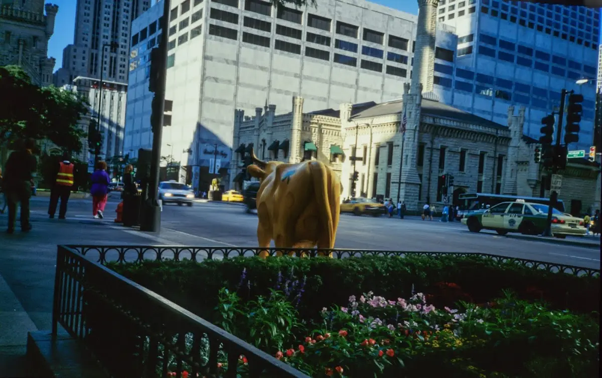 Goldene Kuh-Skulptur im Blumenbeet an einer Straßenecke in Chicago, Passanten und Taxis