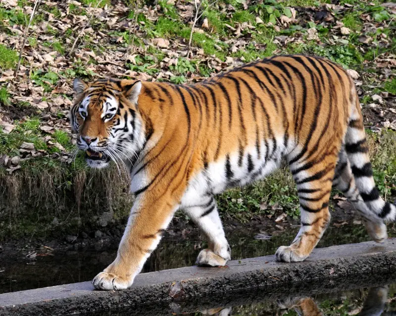 Tierparkbesuche im September und Ende November 2008 – Foto 27