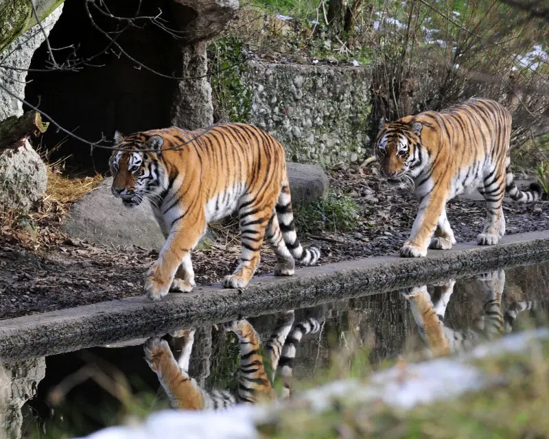Tierparkbesuche im September und Ende November 2008 – Foto 24