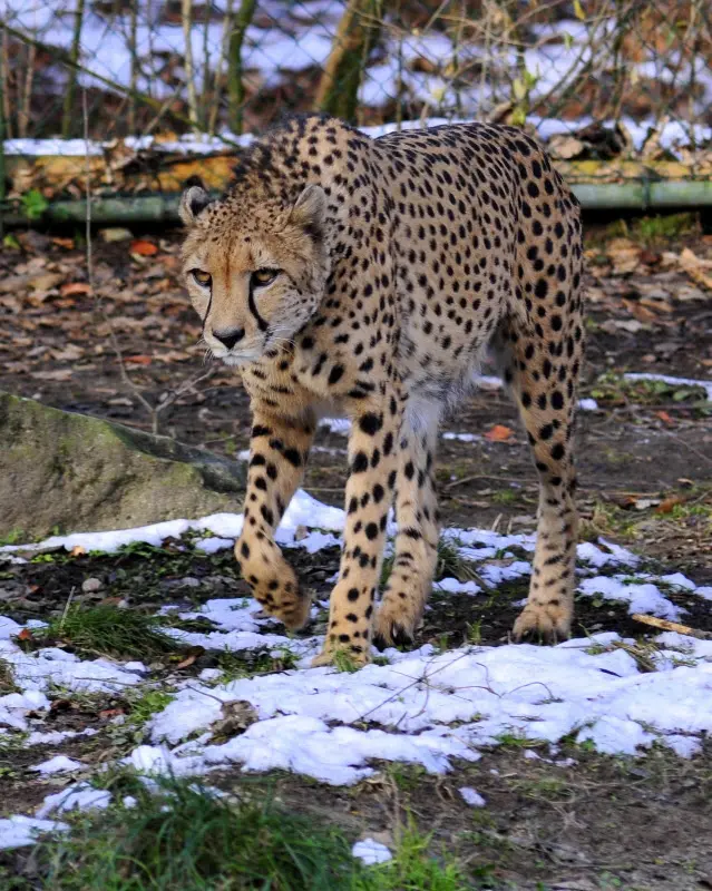 Tierparkbesuche im September und Ende November 2008 – Foto 14