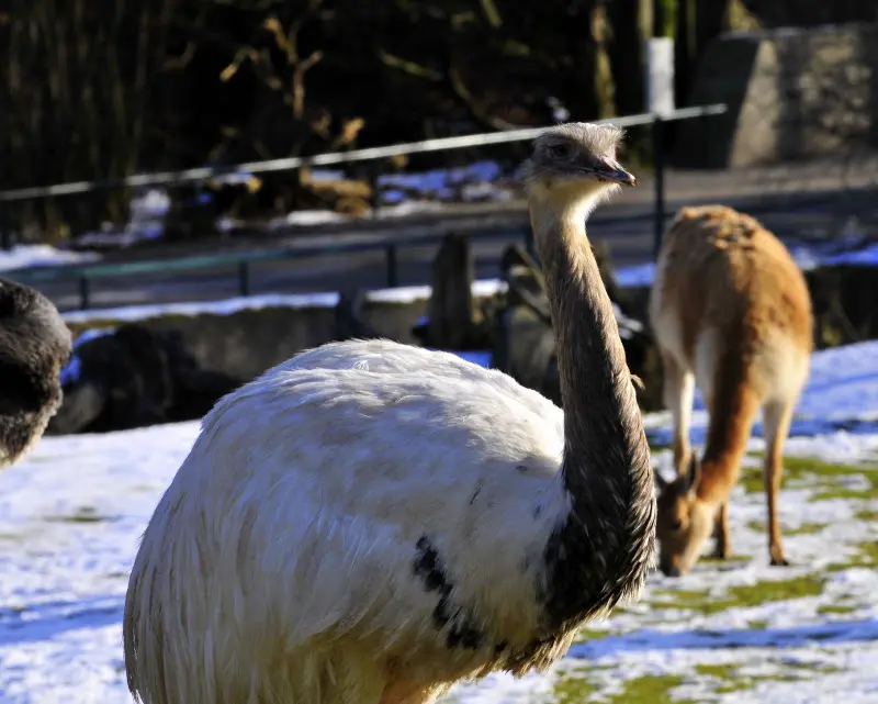 Tierparkbesuche im September und Ende November 2008 – Foto 7