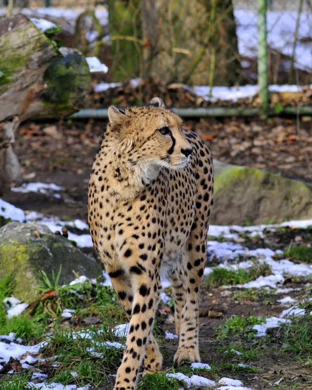 Tierparkbesuche im September und Ende November 2008 – Foto 16