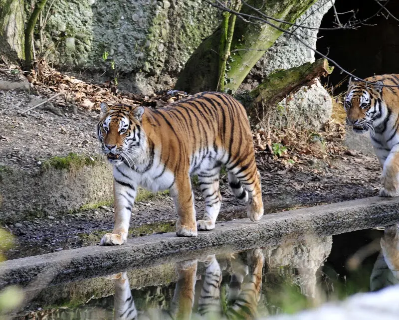 Tierparkbesuche im September und Ende November 2008 – Foto 25