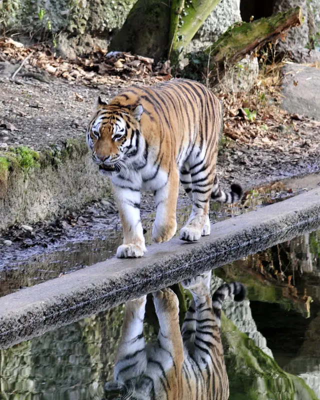 Tierparkbesuche im September und Ende November 2008 – Foto 29