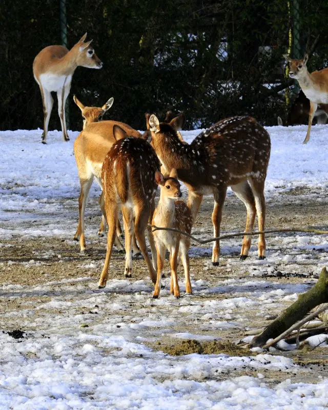 Tierparkbesuche im September und Ende November 2008 – Foto 18
