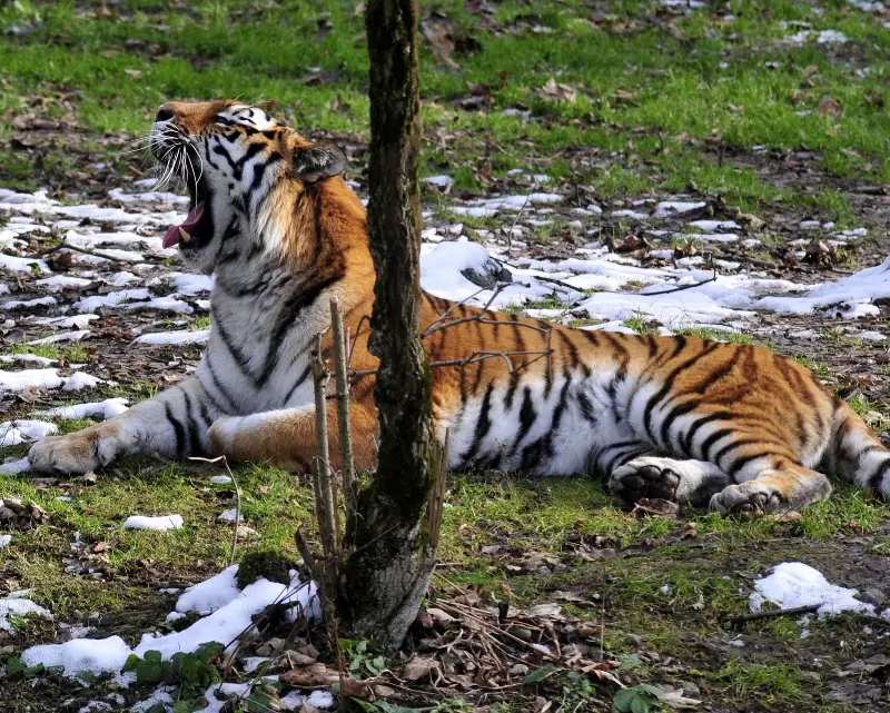 Tierparkbesuche im September und Ende November 2008 – Foto 21