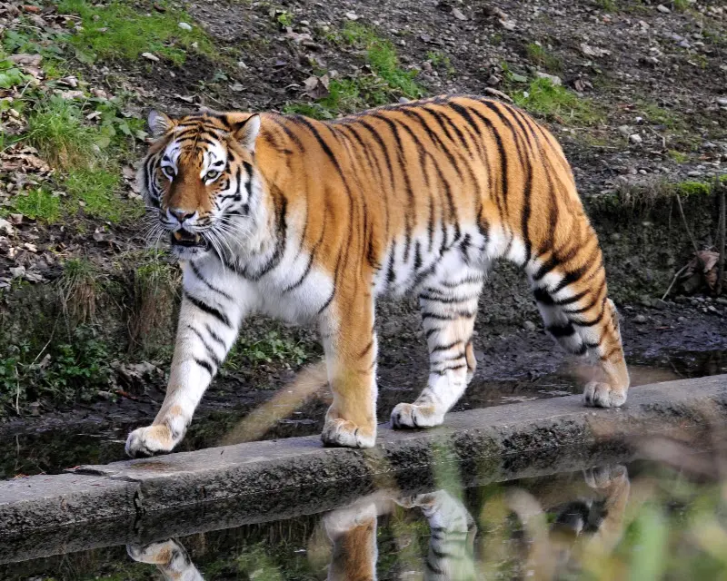 Tierparkbesuche im September und Ende November 2008 – Foto 26