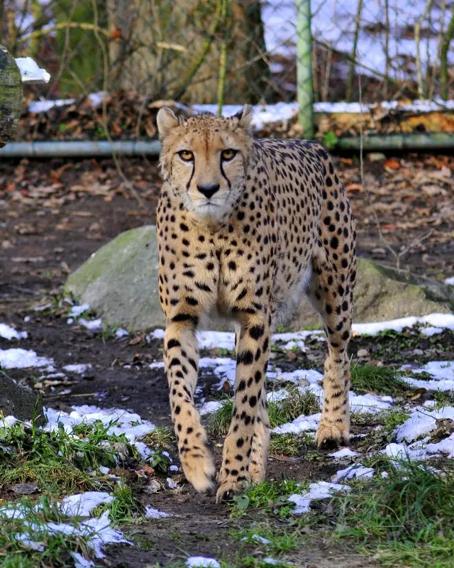 Tierparkbesuche im September und Ende November 2008 – Foto 15