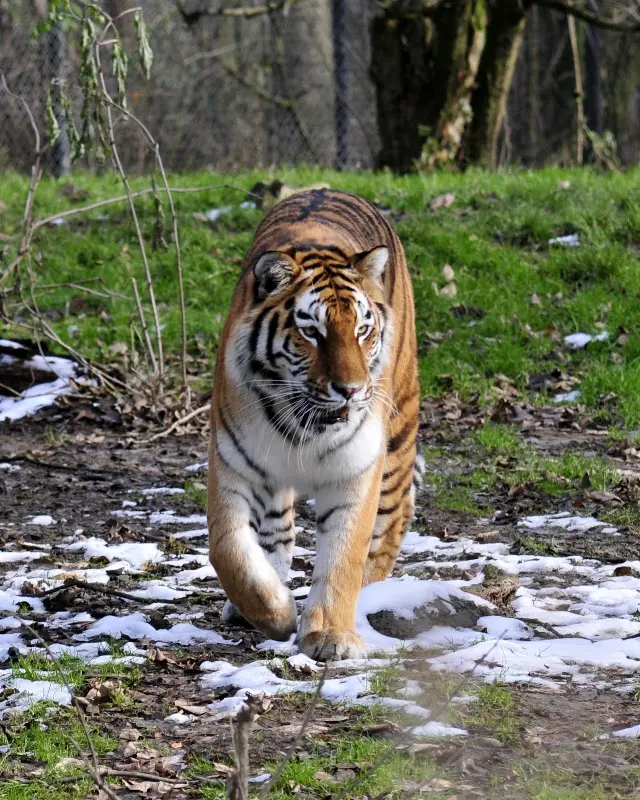 Tierparkbesuche im September und Ende November 2008 – Foto 20