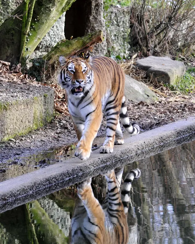 Tierparkbesuche im September und Ende November 2008 – Foto 30