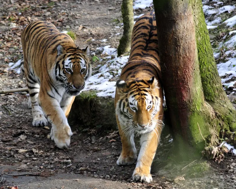 Tierparkbesuche im September und Ende November 2008 – Foto 22