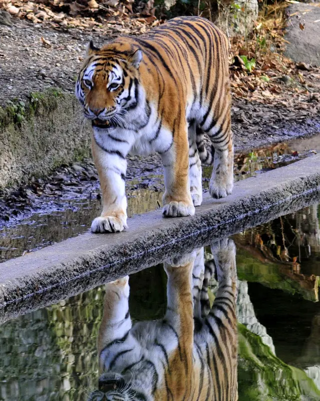 Tierparkbesuche im September und Ende November 2008 – Foto 28