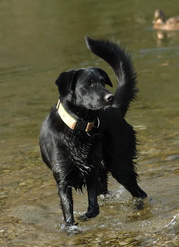 Bilder von der Isar – Foto 53