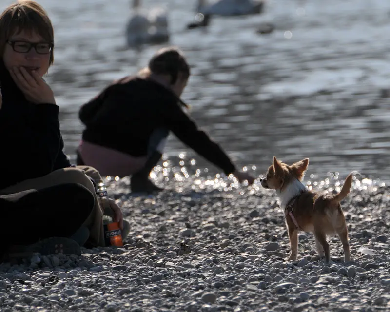 Bilder von der Isar – Foto 4