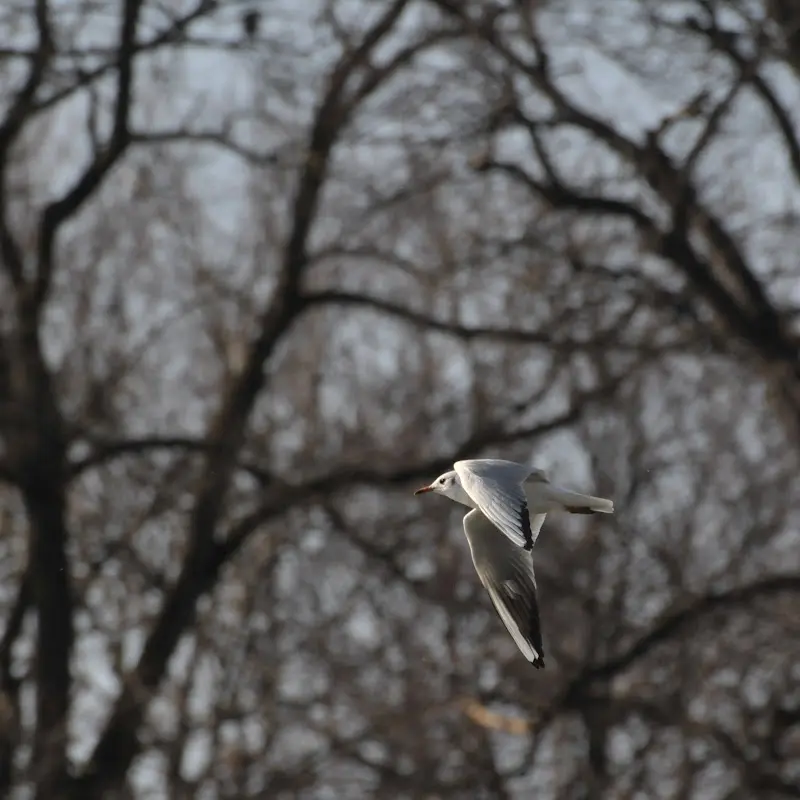 Bilder von der Isar – Foto 11