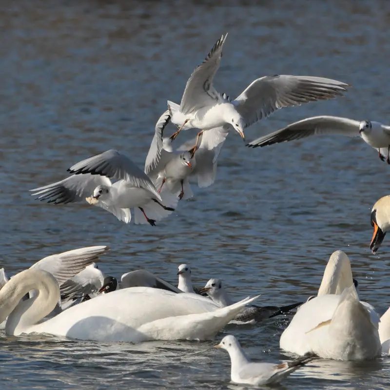 Bilder von der Isar – Foto 28