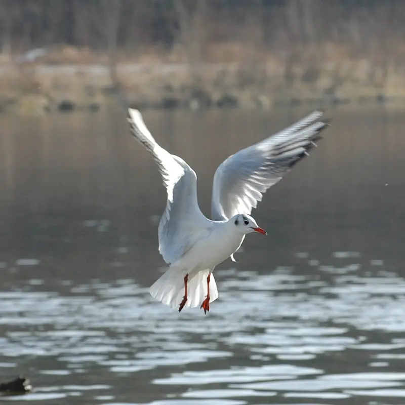 Bilder von der Isar – Foto 40