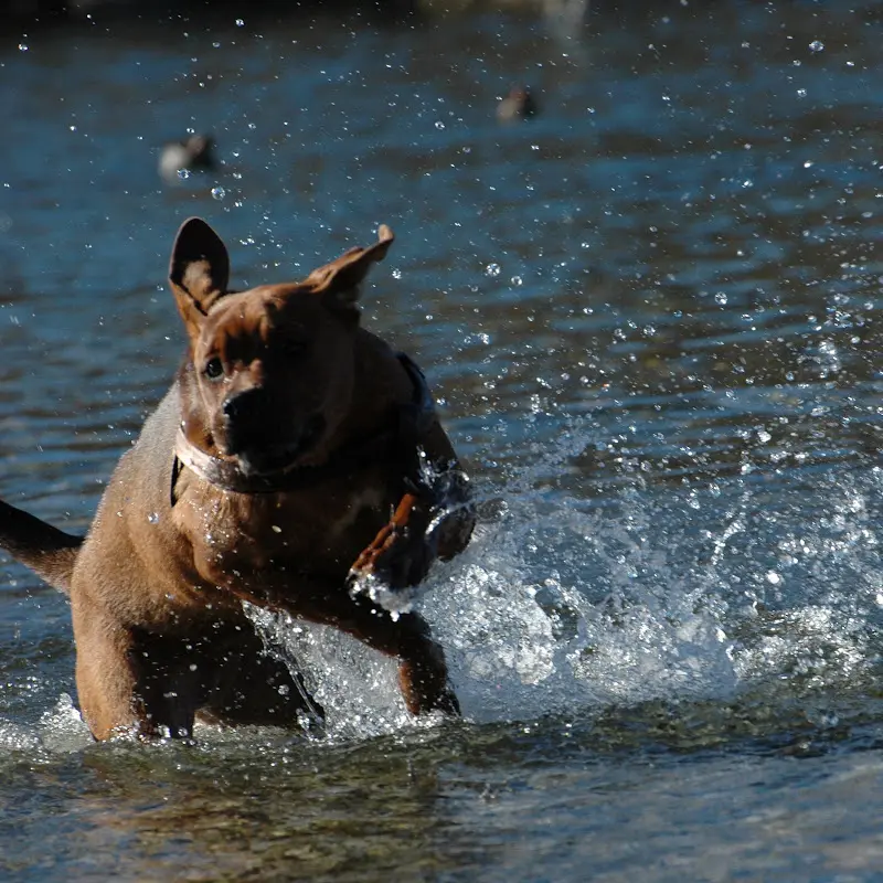 Bilder von der Isar – Foto 66