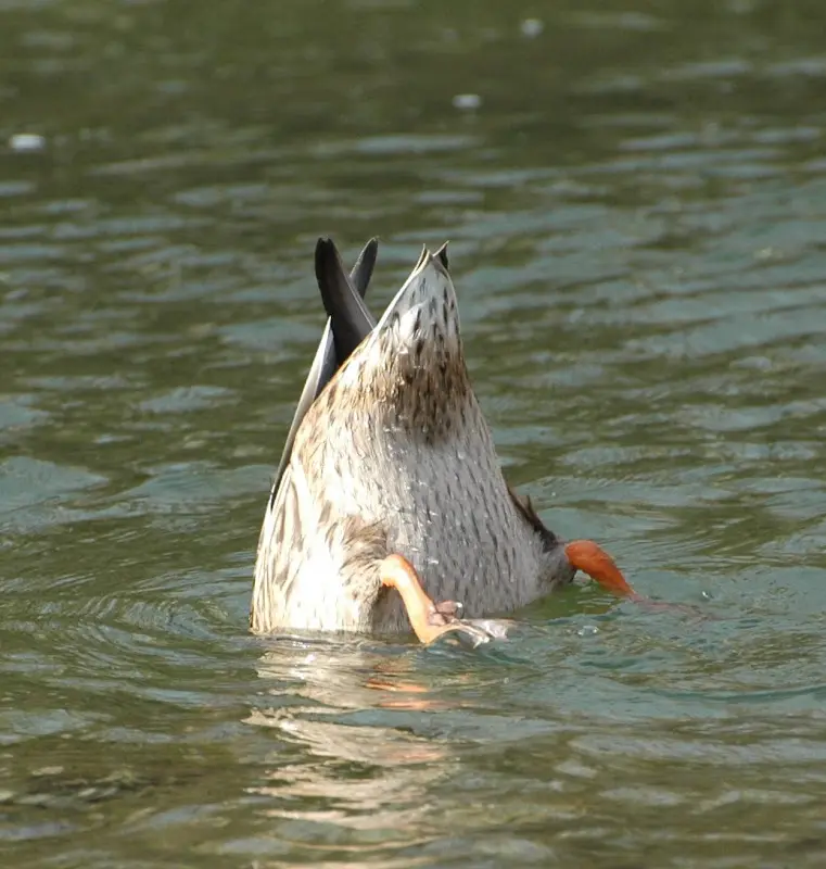 Bilder von der Isar – Foto 51