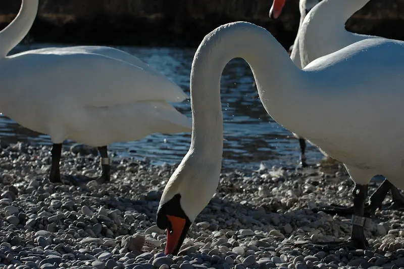 Bilder von der Isar – Foto 76