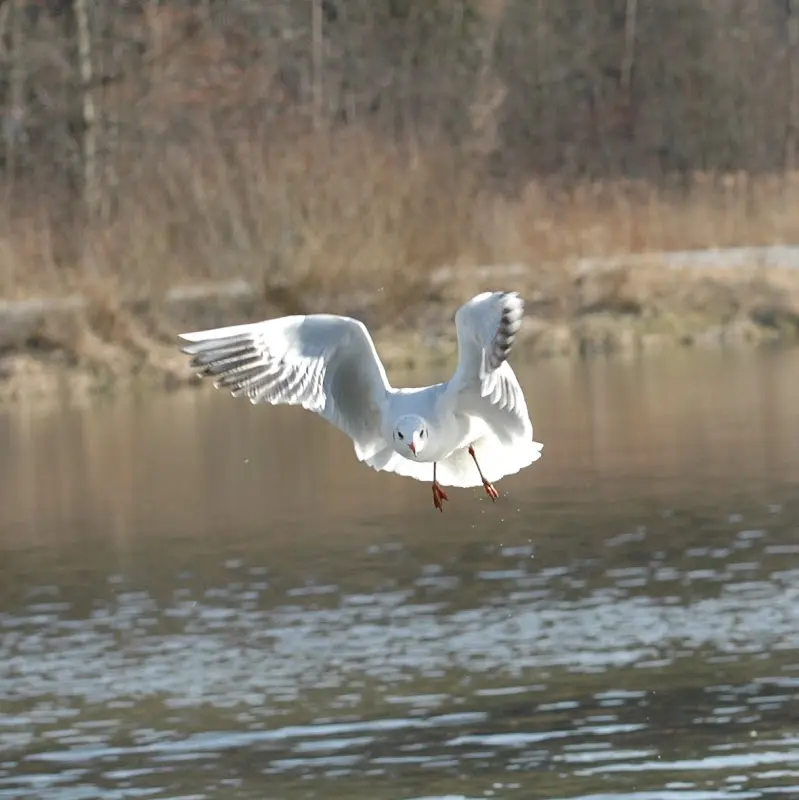 Bilder von der Isar – Foto 39