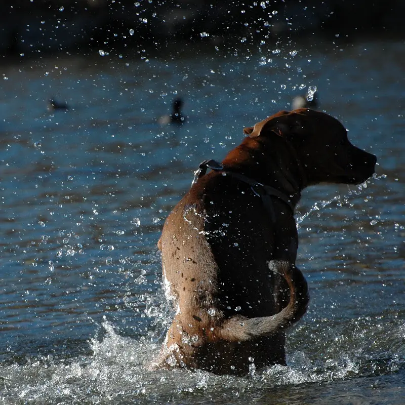 Bilder von der Isar – Foto 65