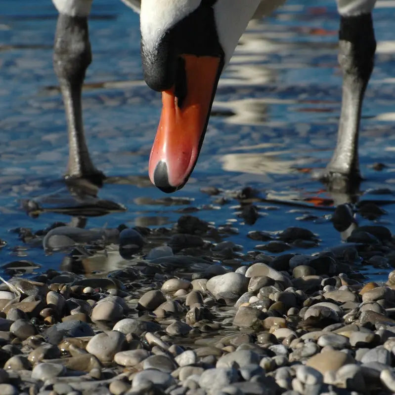 Bilder von der Isar – Foto 79