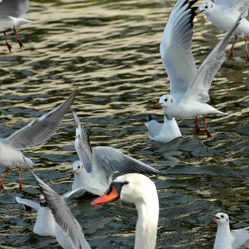 Bilder von der Isar – Foto 29