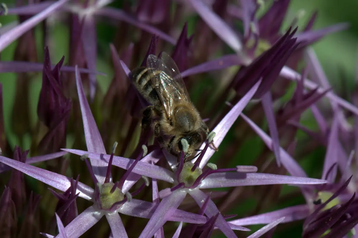 Botanischer Garten Mai 2009 – Foto 1