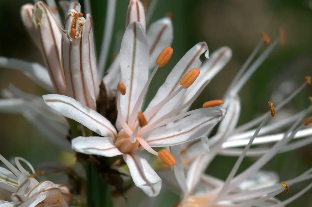 Botanischer Garten Mai 2009 – Foto 2