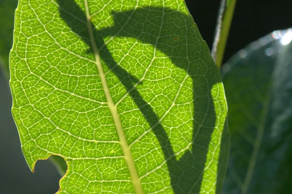 Botanischer Garten Mai 2009 – Foto 7