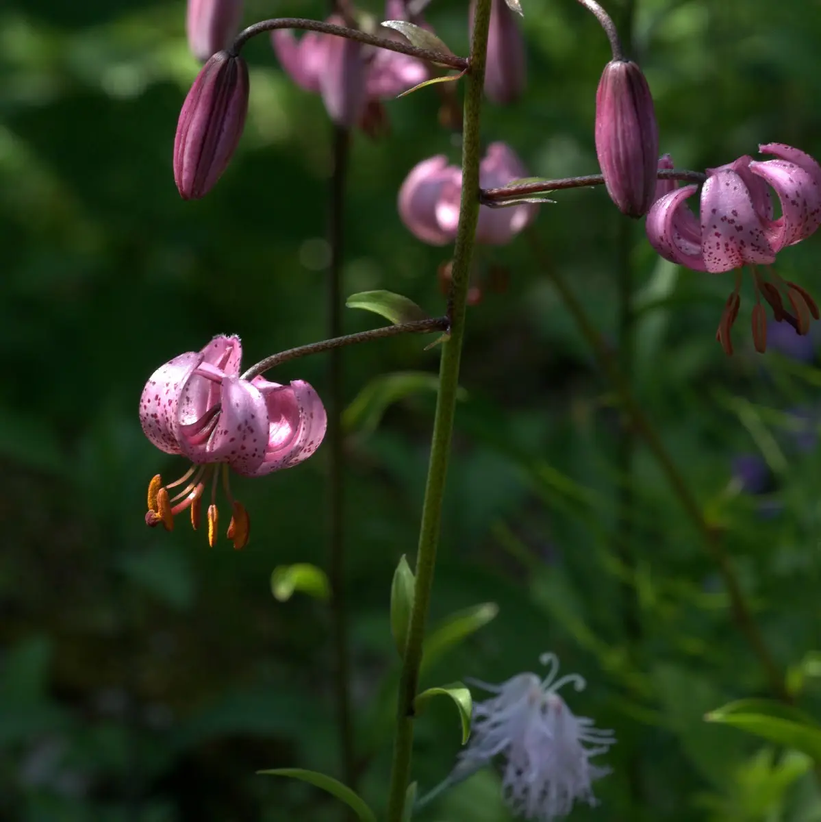 Botanischer Garten Mai 2009 – Foto 3