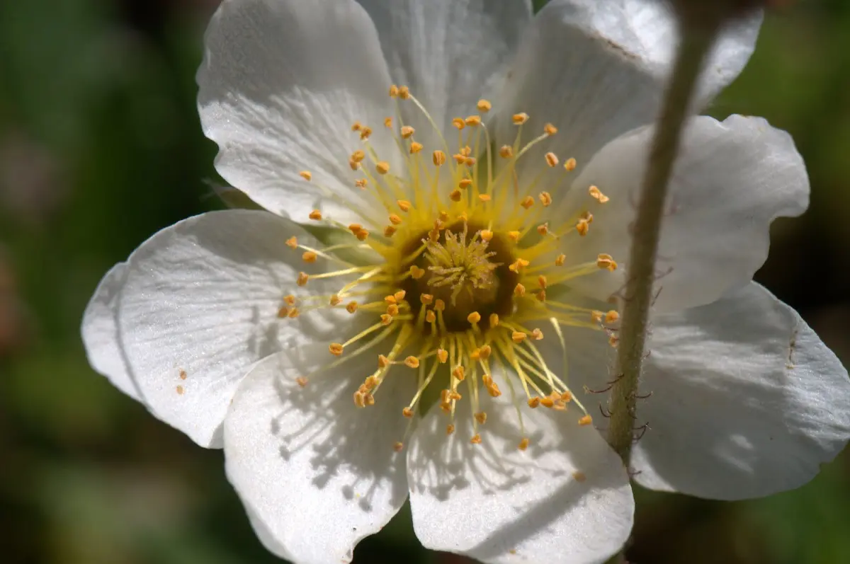 Botanischer Garten Mai 2009 – Foto 4