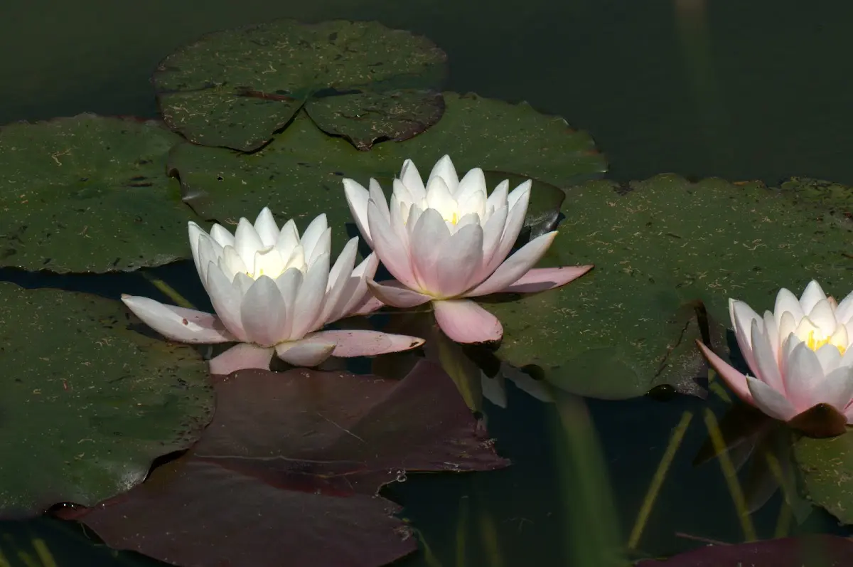 Botanischer Garten Mai 2009 – Foto 5