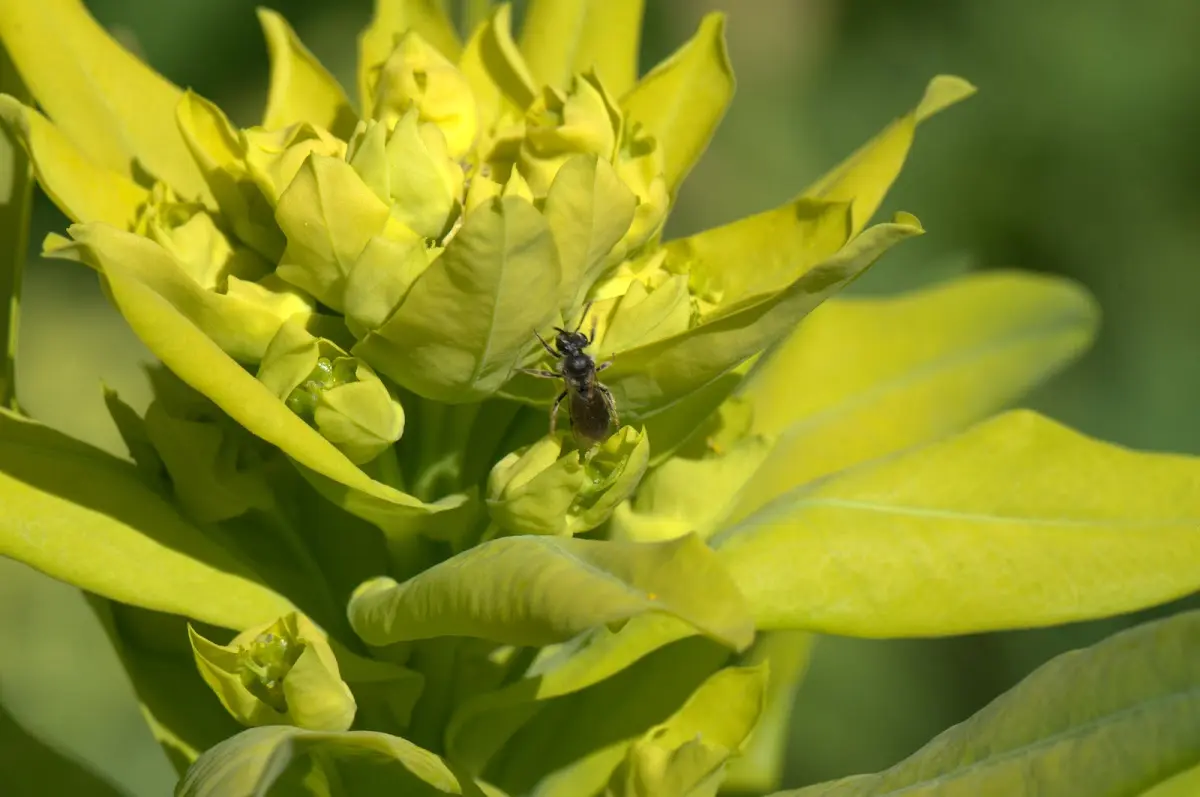 Botanischer Garten Mai 2009 – Foto 8