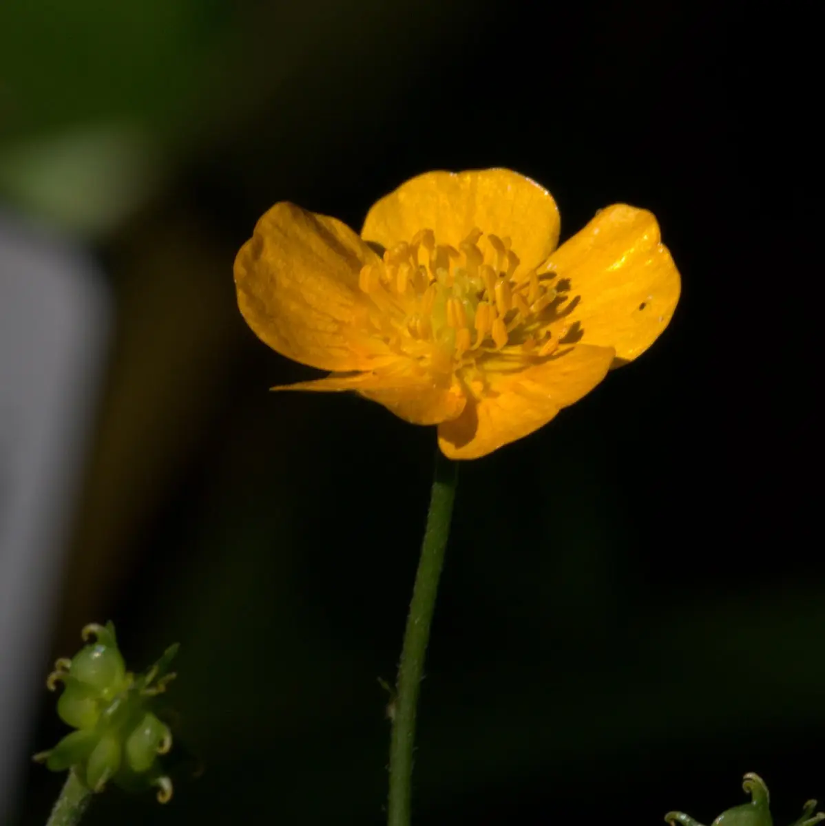 Botanischer Garten Mai 2009 – Foto 9