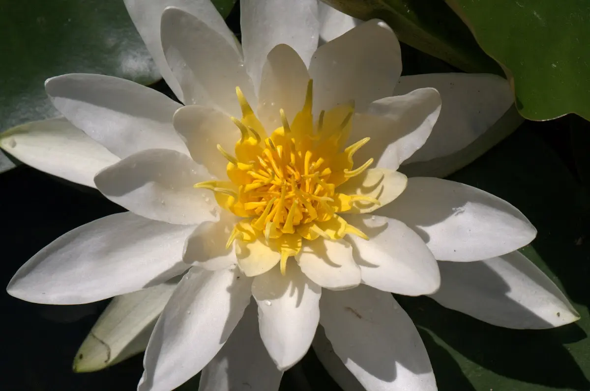Botanischer Garten Mai 2009 – Foto 6