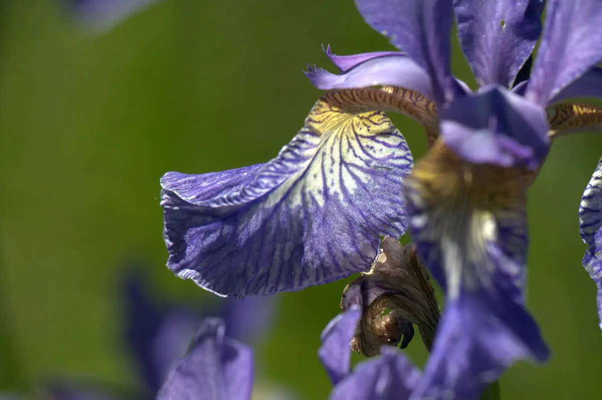 Botanischer Garten Mai 2009 – Foto 13
