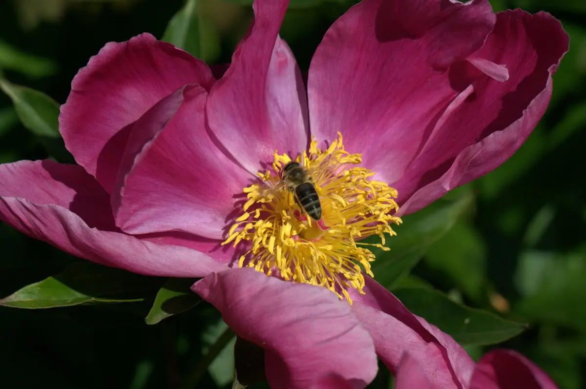 Botanischer Garten Mai 2009 – Foto 20