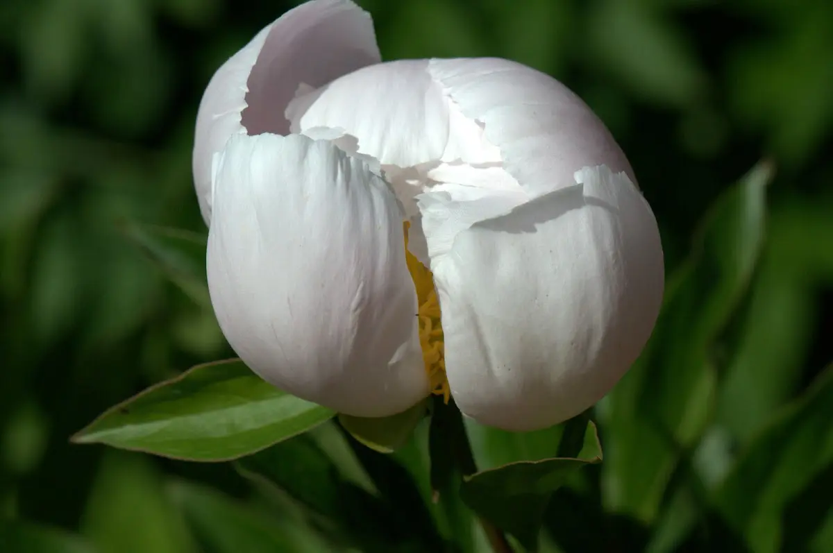 Botanischer Garten Mai 2009 – Foto 21