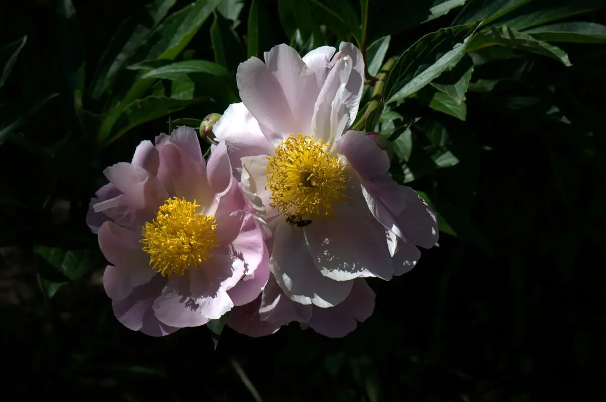 Botanischer Garten Mai 2009 – Foto 22