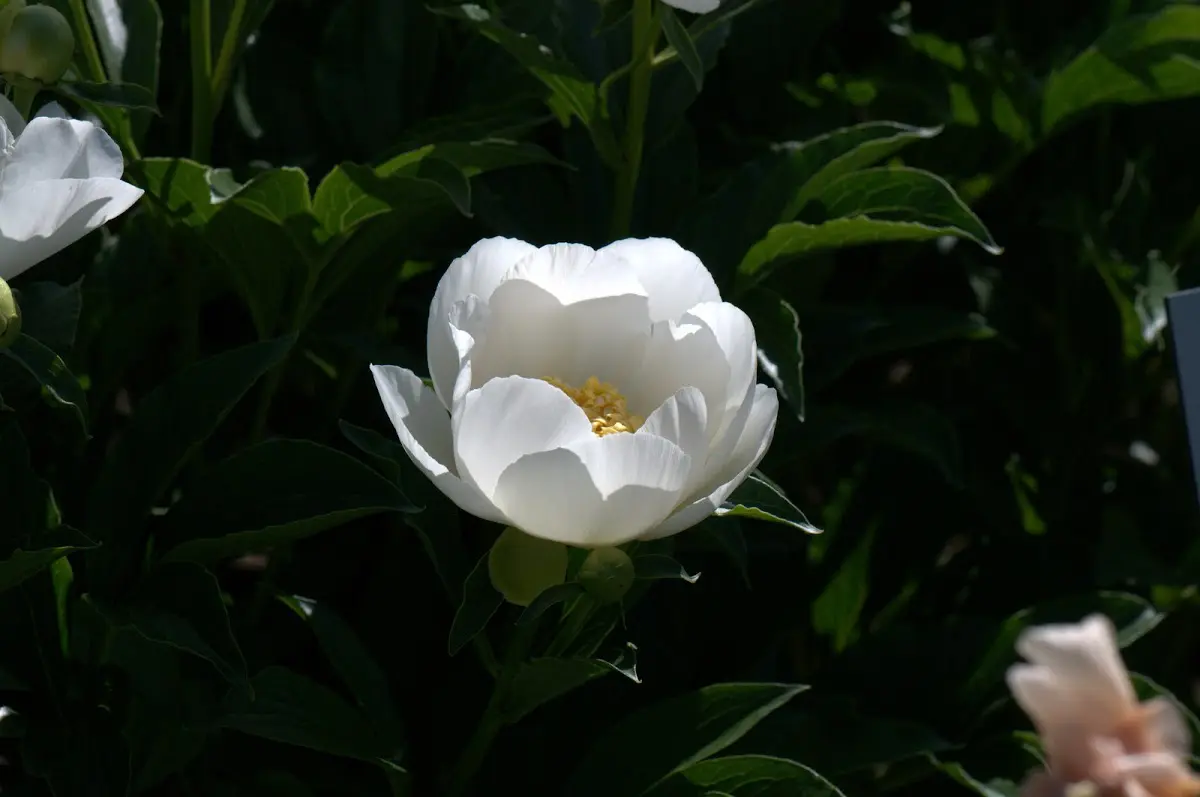 Botanischer Garten Mai 2009 – Foto 23