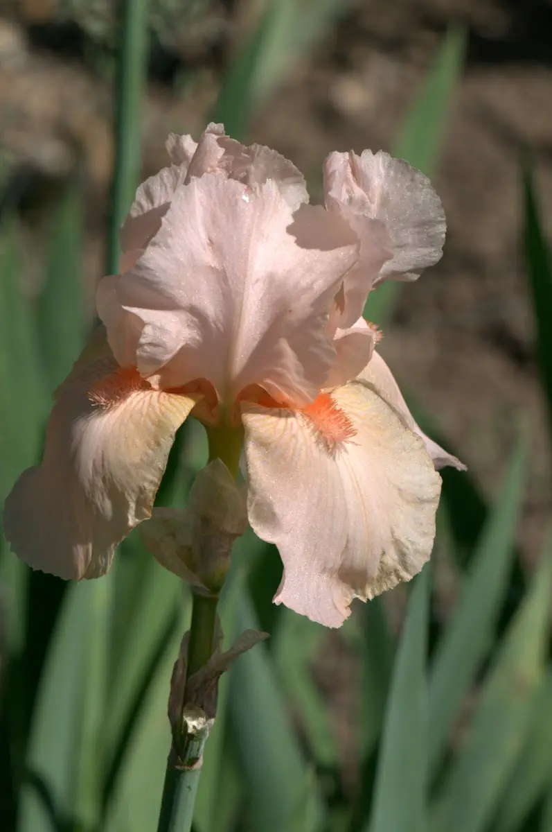 Botanischer Garten Mai 2009 – Foto 24