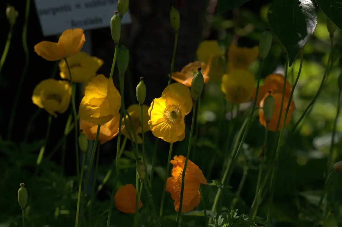 Botanischer Garten Mai 2009 – Foto 25