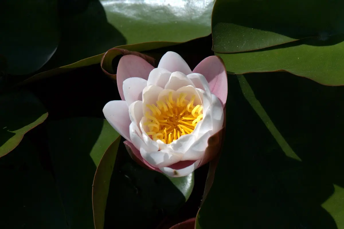 Botanischer Garten Mai 2009 – Foto 28