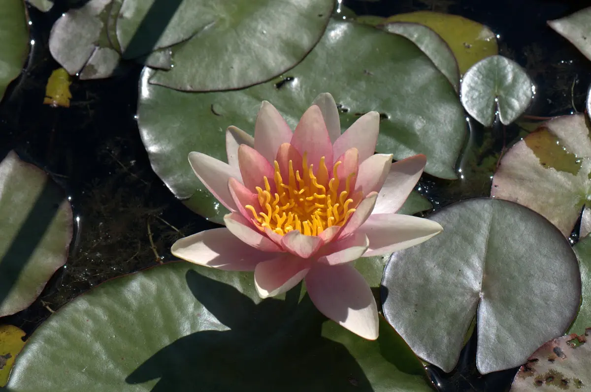 Botanischer Garten Mai 2009 – Foto 29