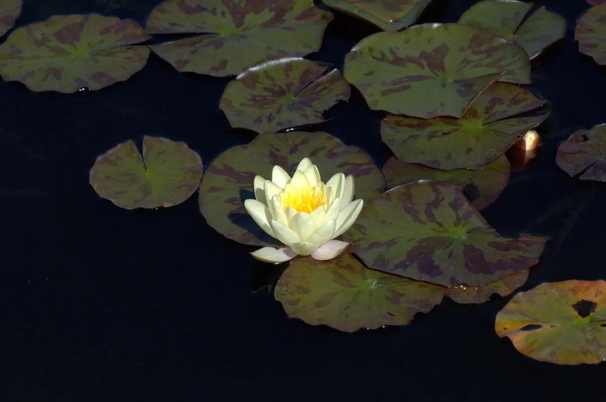 Botanischer Garten Mai 2009 – Foto 30